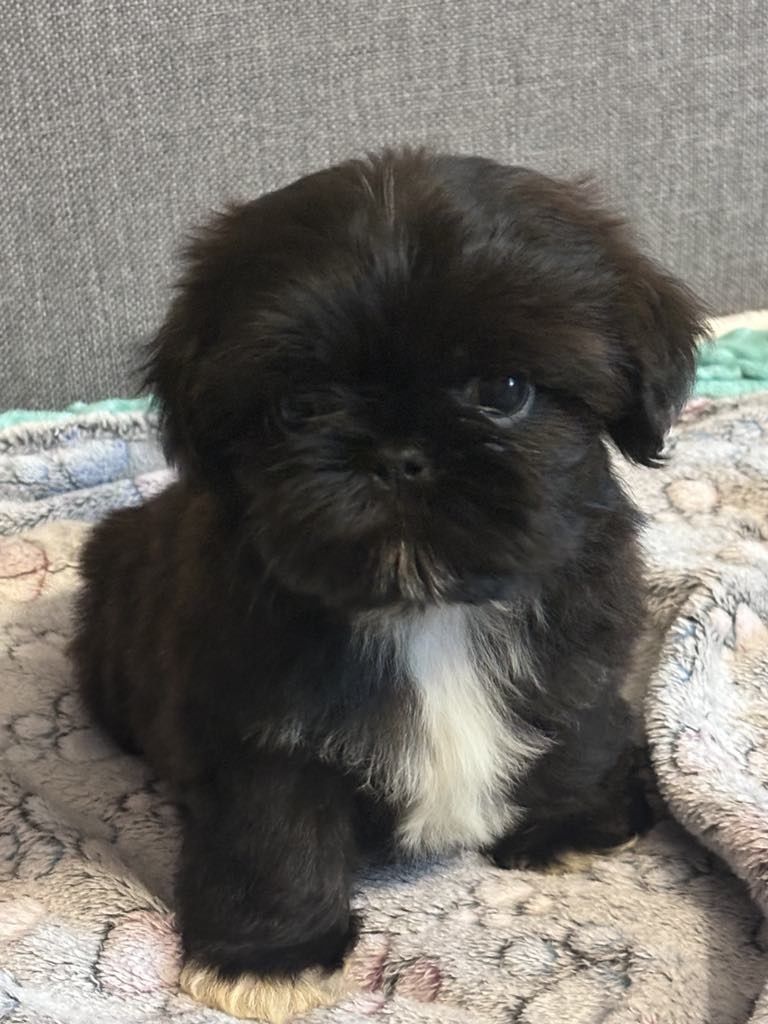 Piesek Apollo 7 tyg  Shih tzu Zkwp