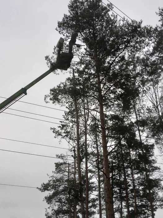 Arborystyczna wycinka drzew