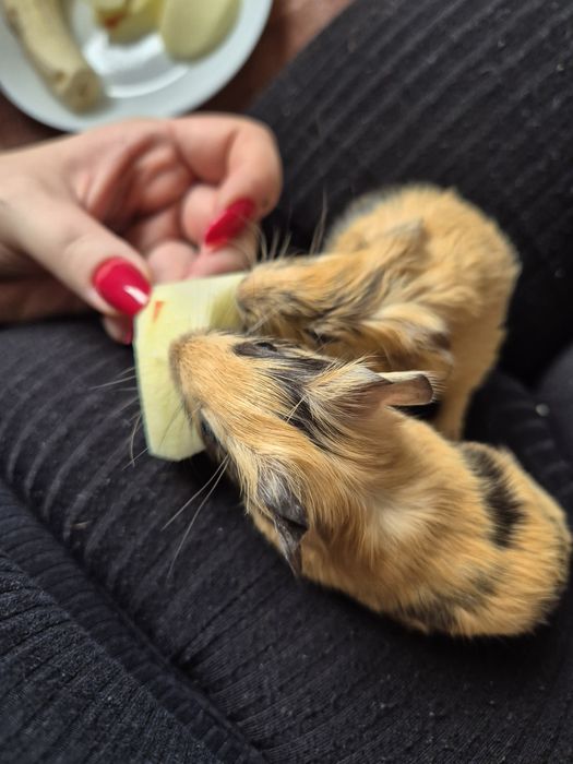 Świnki morskie do adopcji