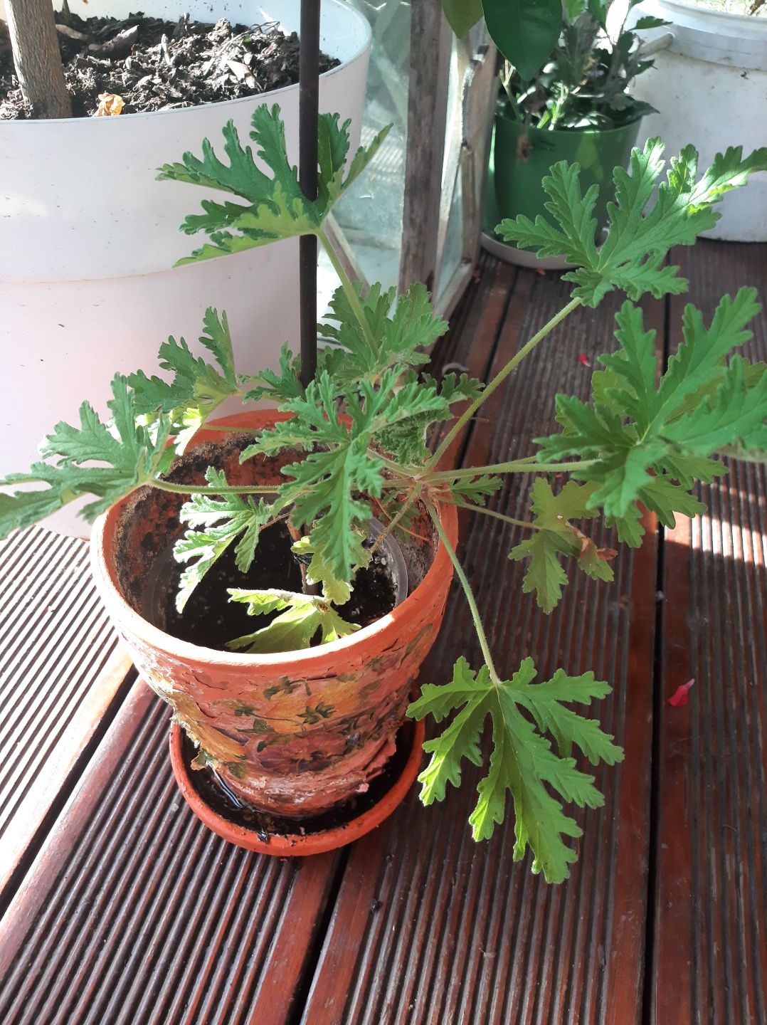 Anginka, geranium, pelargonie pachnąca