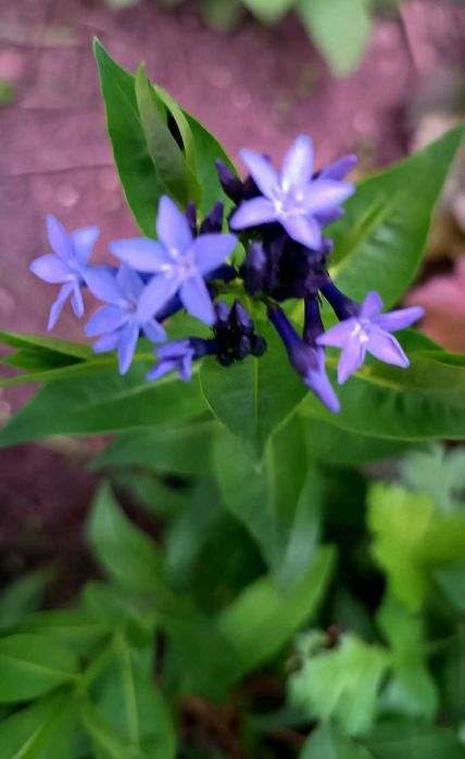 Амсонія, ларіопе, вероніка Сива дама, ірис Спурія