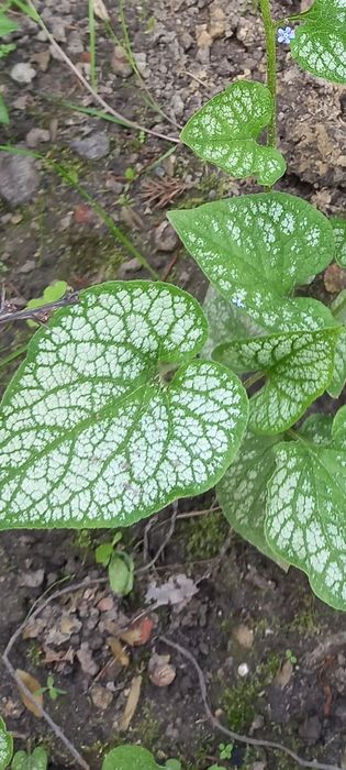 Хоста гейхера бересклет гортензії очиток астильба брунера лапчатка