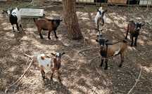 Cabras anãs várias cores