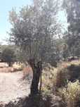 Oliveiras árvores