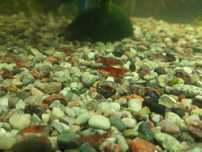 Krewetki cherry gupiki pawie oczko