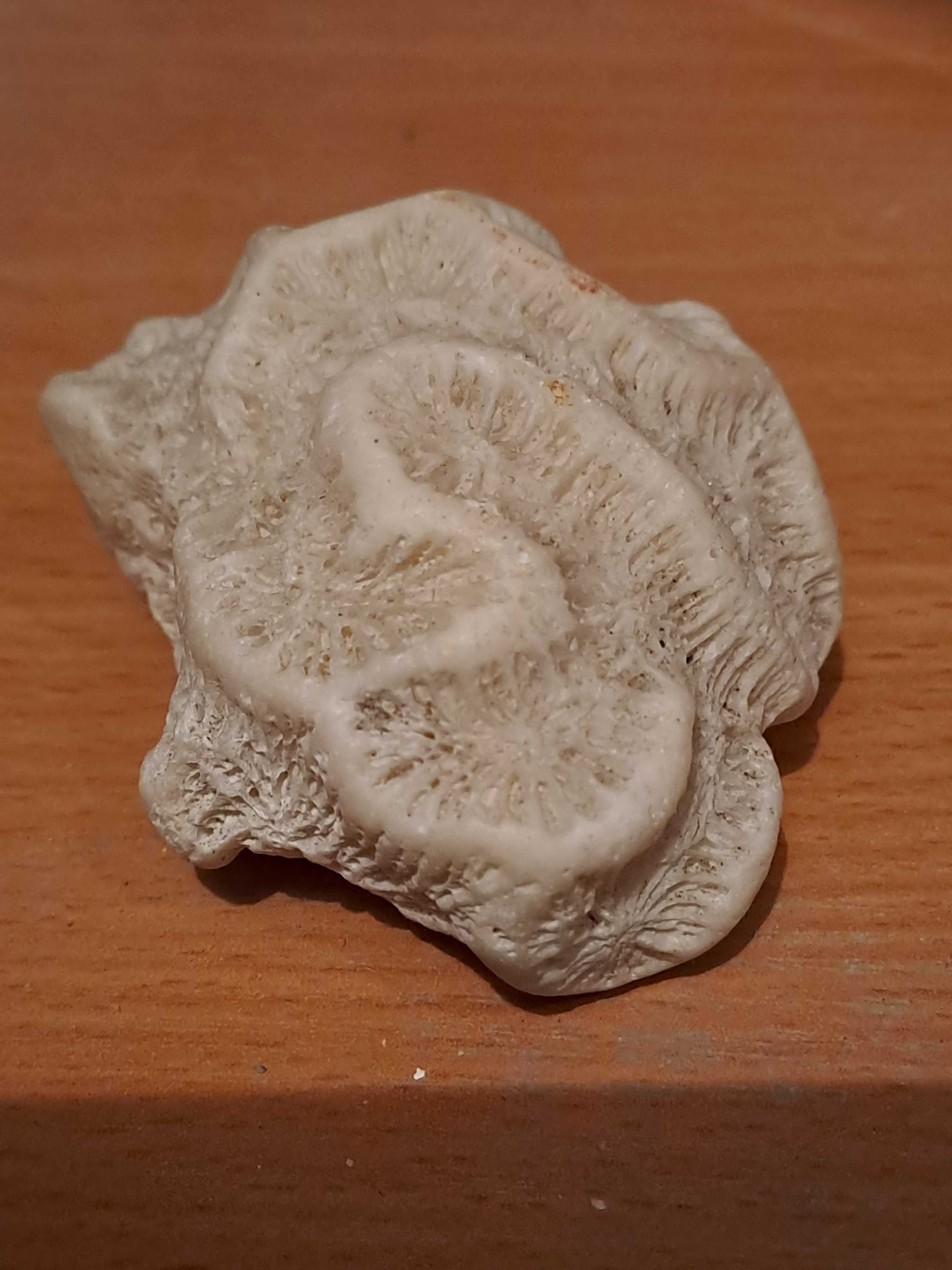 Koralowiec mózgowy ( mózgownik ), szkielet koralowca Meksyk