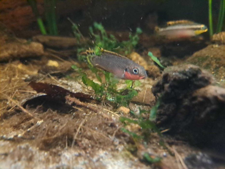Barwniak szmaragdowy, Pelvicachromis taeniatus