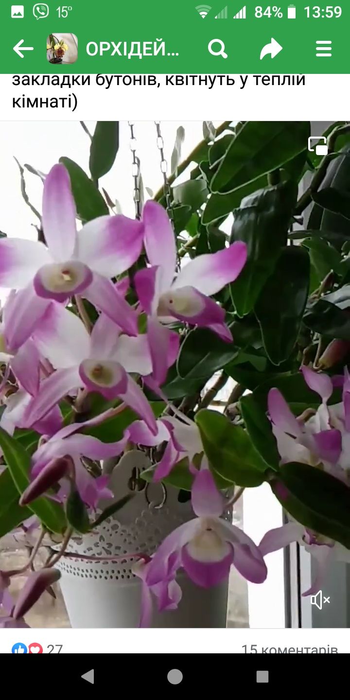 орхідея дендробіум ванда фаленопсис еквістрес