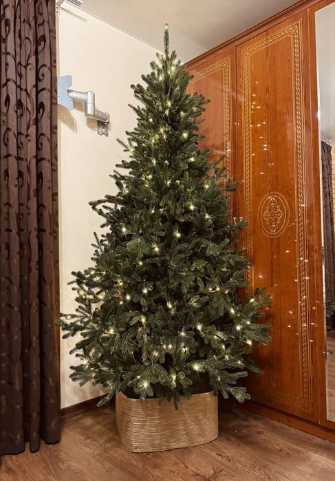 Ялинка лита Віденська 1.5-3.0