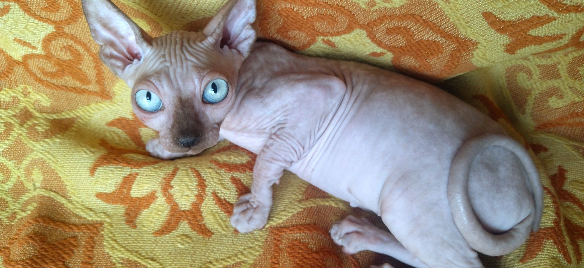Gatinha Sphynx (sem pelo)