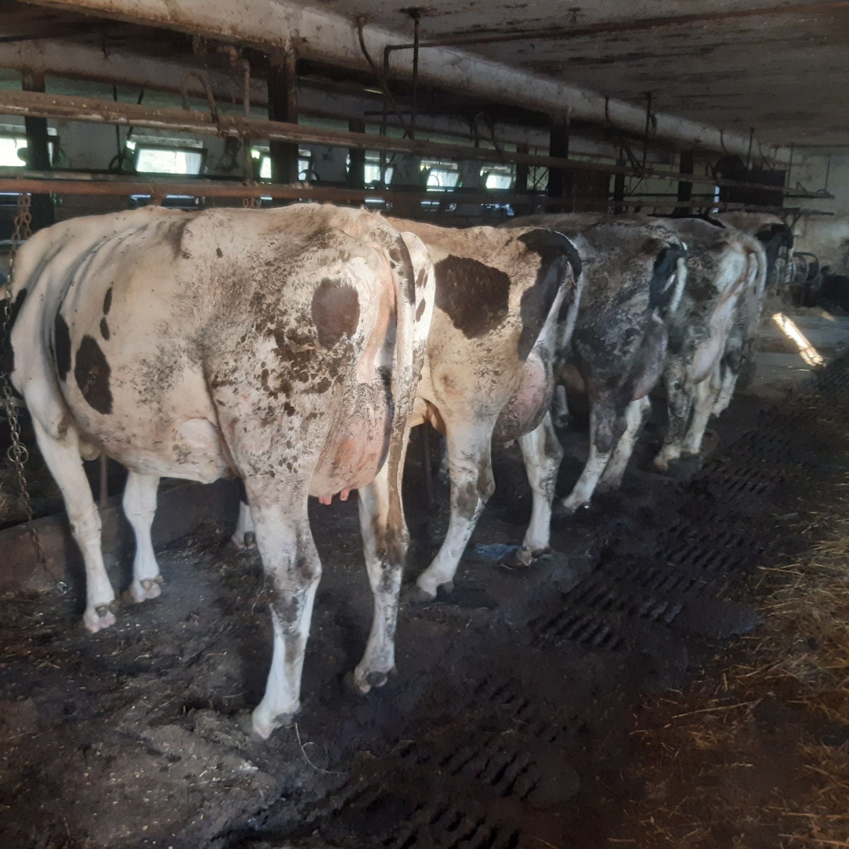 Likwidacja stada krowy mleczne