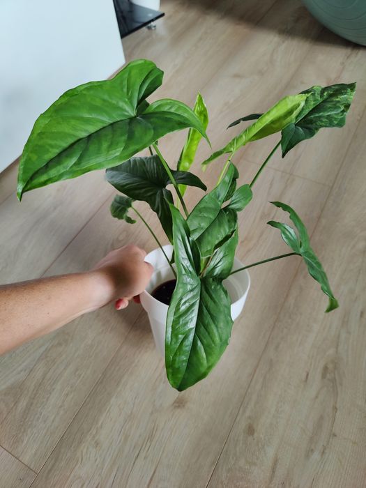 Syngonium mottled mojito dwie sadzonki duże