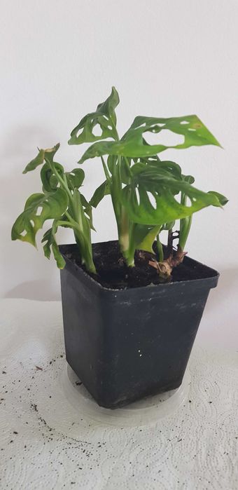 Monstera Monkey Mask Dekoracyjna 3w1 Małpka Liście z Dziurami