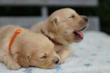 Szczeniaczek Golden Retriever