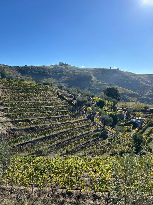 Vinha no Douro Vinhateiro - Bertelo Cumieira