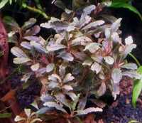 Bucephalandra lamandau red sadzonka