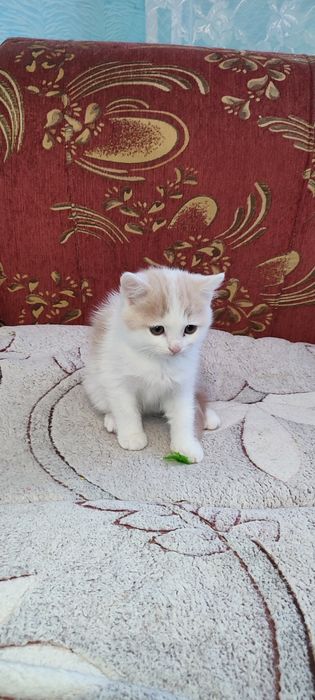 Віддам   кошення