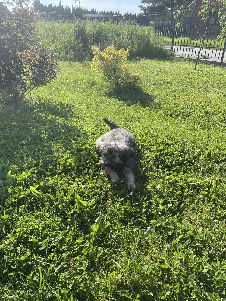 Sunia do oddania! TYLKO w dobre ręce!