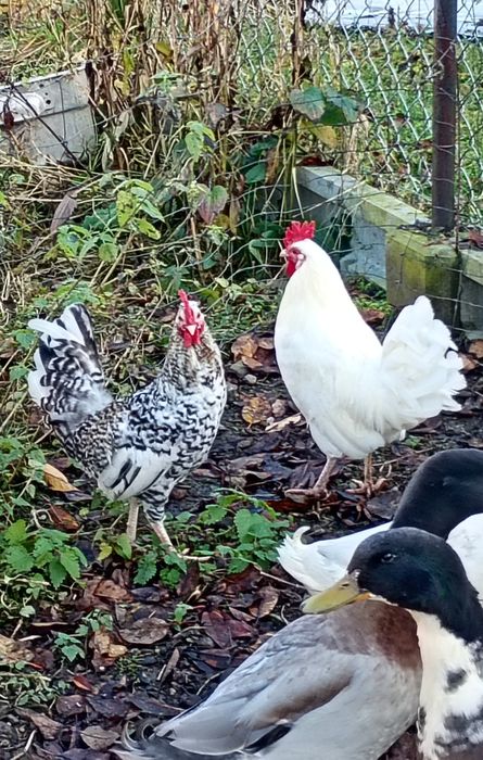 Koguty, kogutki młode