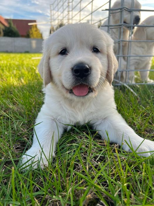 Golden Retriever Szczeniak
