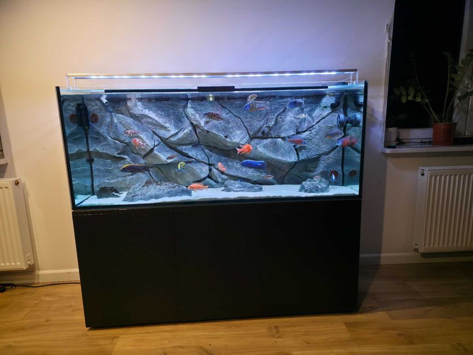 akwarium Malawi kompletnie z życiem 450l szafka+stelaż+ lampa skylight