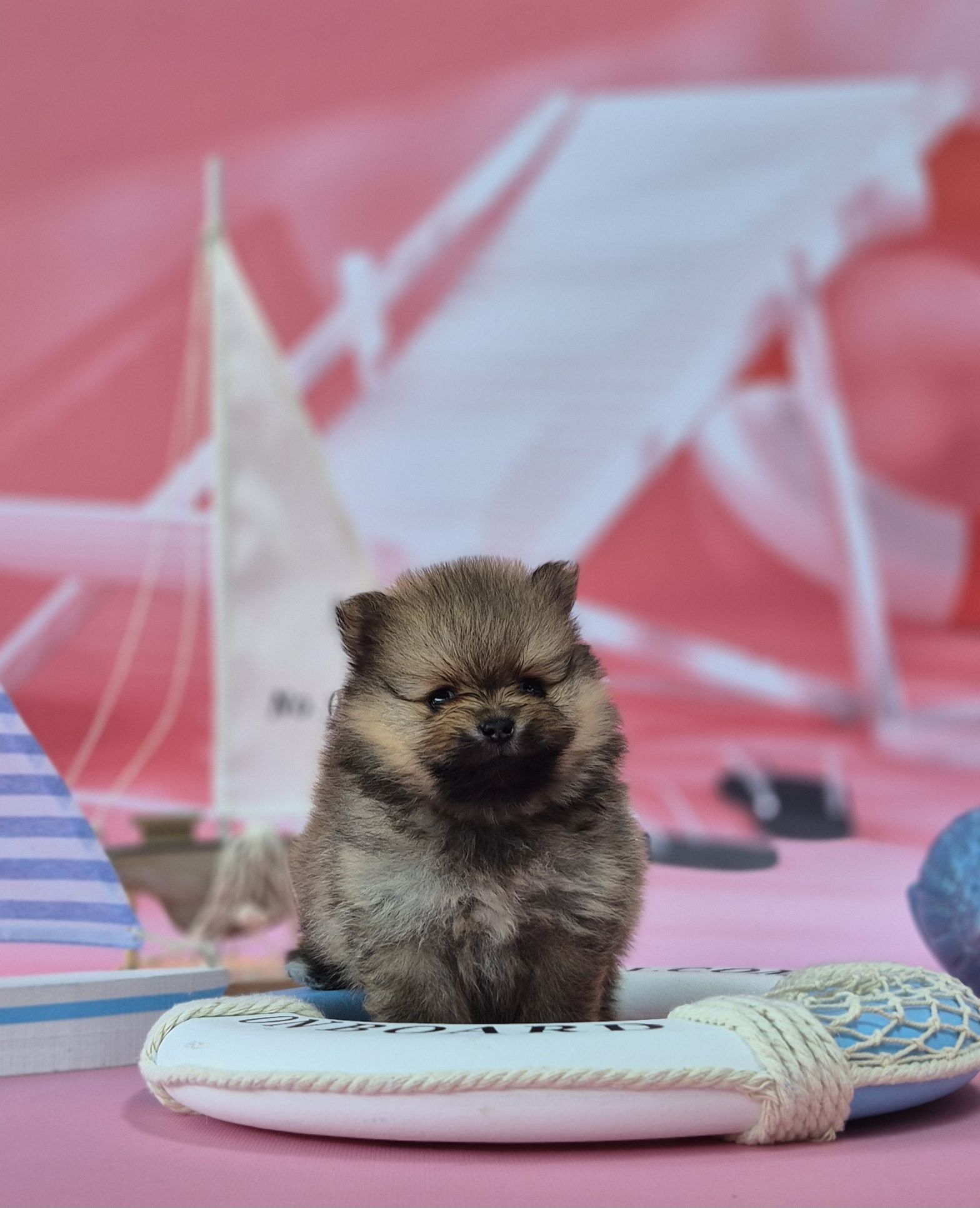 chłopiec szpic miniaturowy pomeranian