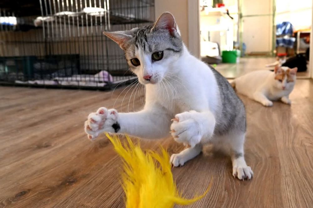 Energiczna kotka Layla szuka kochającego domu