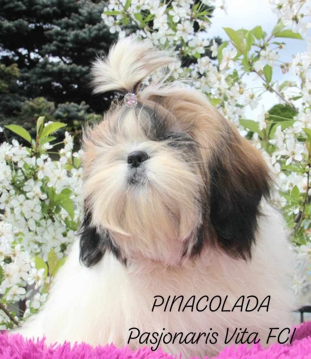 SHIH-TZU suczka Zkwp/FCI/