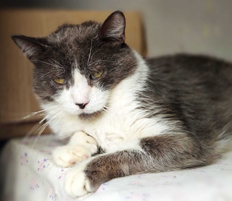 Кіт Дротик шукає дім