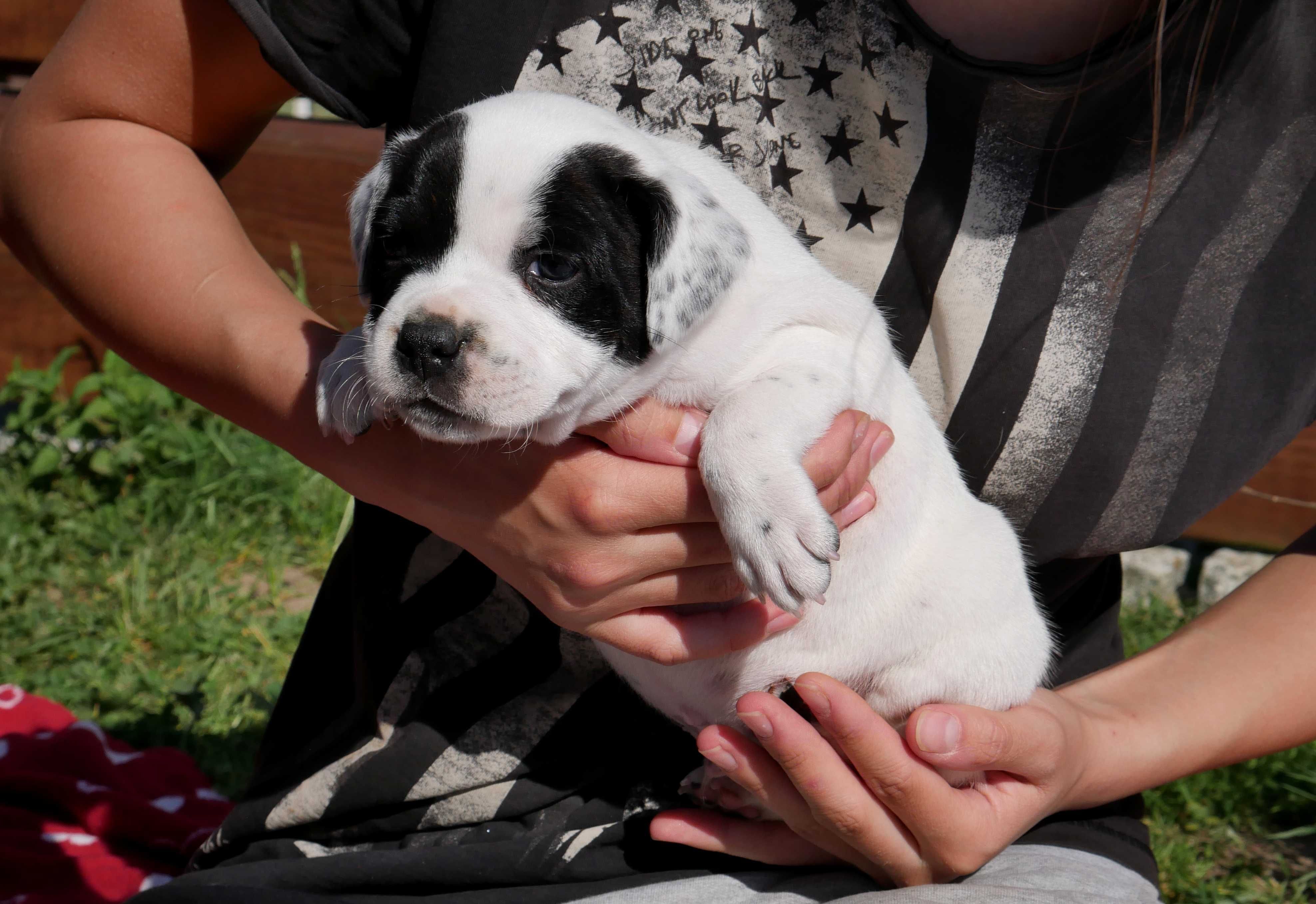 Staffordshire Bull Terrier ZKwP , Staffik FCI, mocny piesek FIGHTER