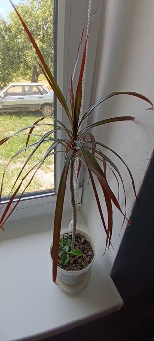 Хлорофітум, традиції, драцена, монстера Манкі