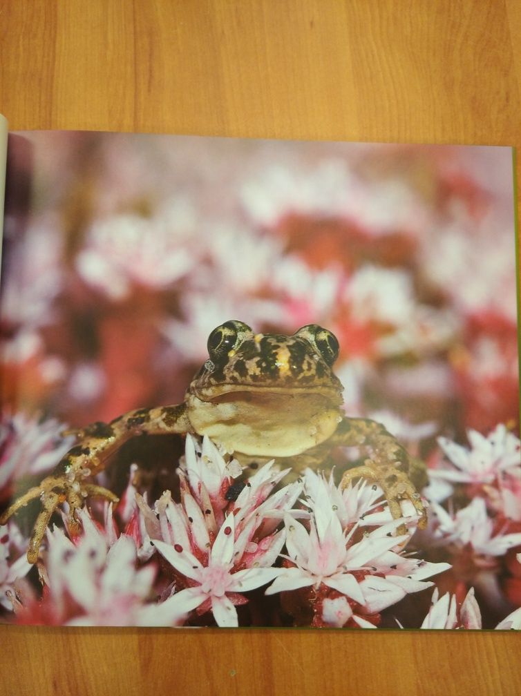 Livro "Anfíbios de Portugal" (2010)