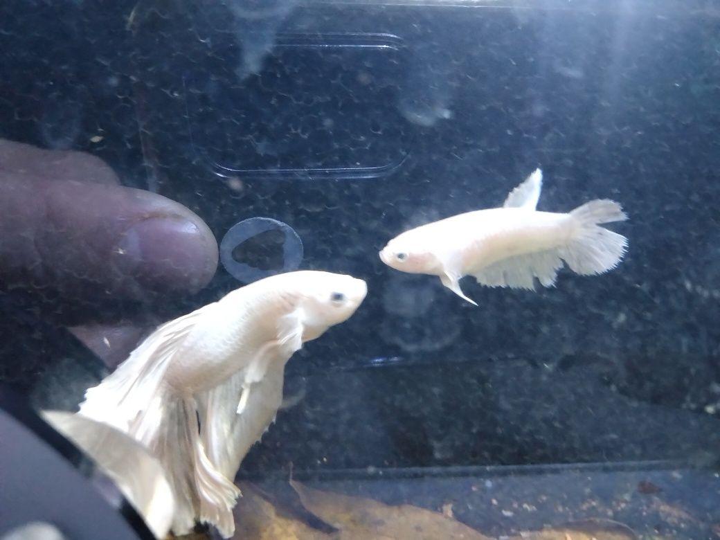 Casal de bettas brancos