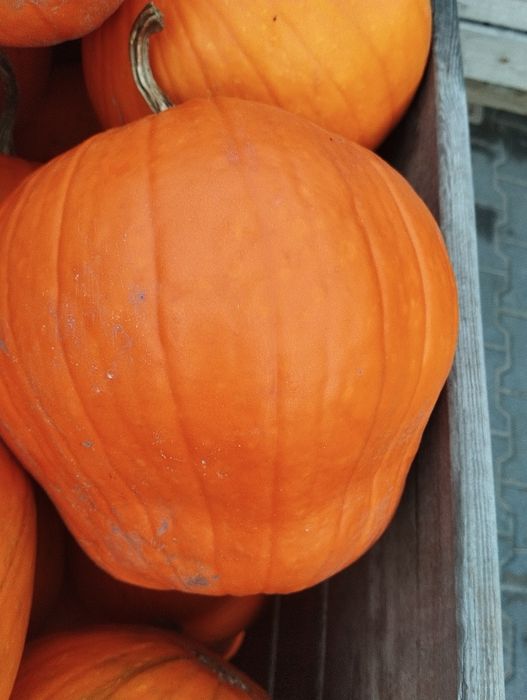 Dynia halloween odsort/nie wybarwiona krzywa 3 t