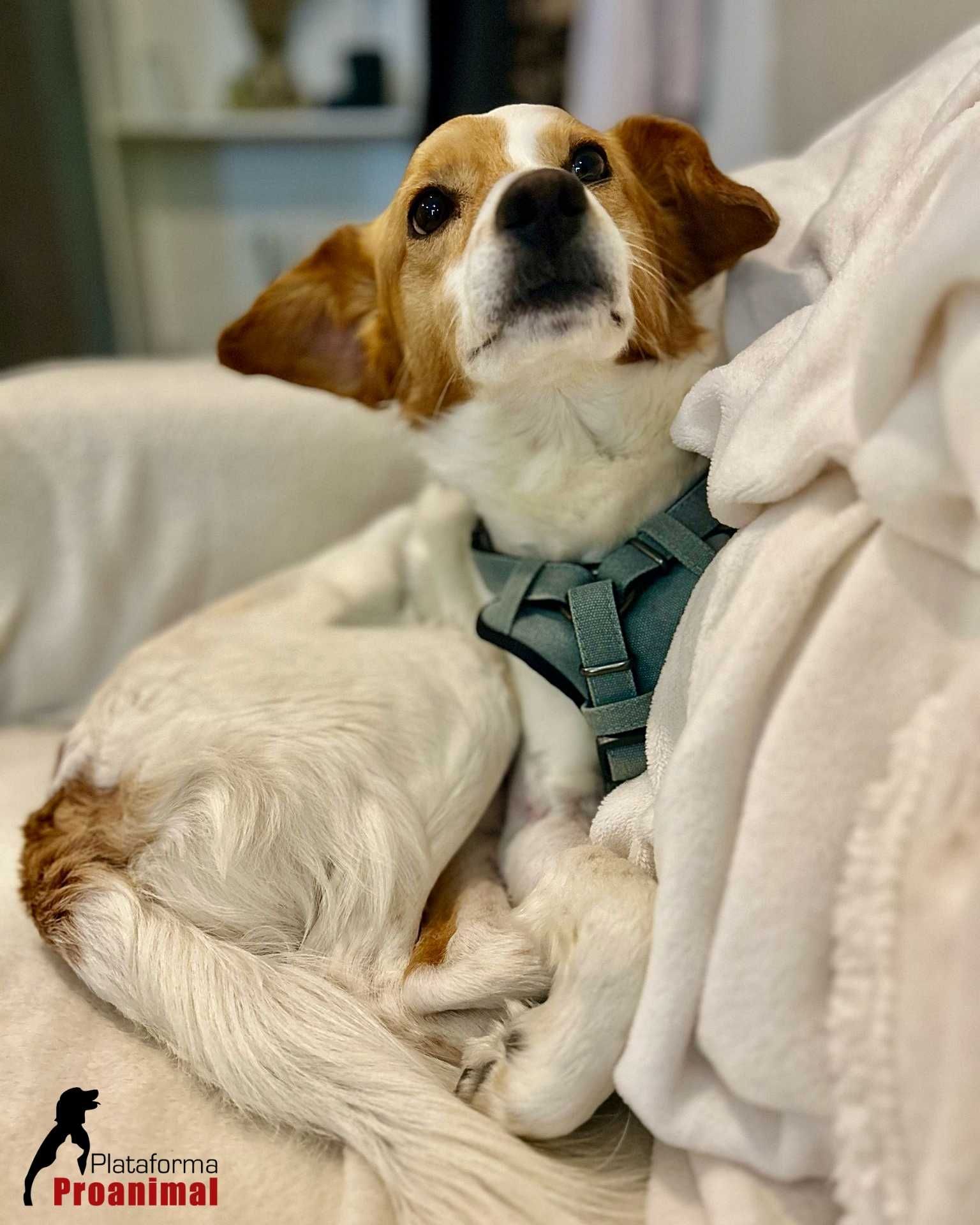 MARTIM - Cãozinho muito meigo para Adoção!