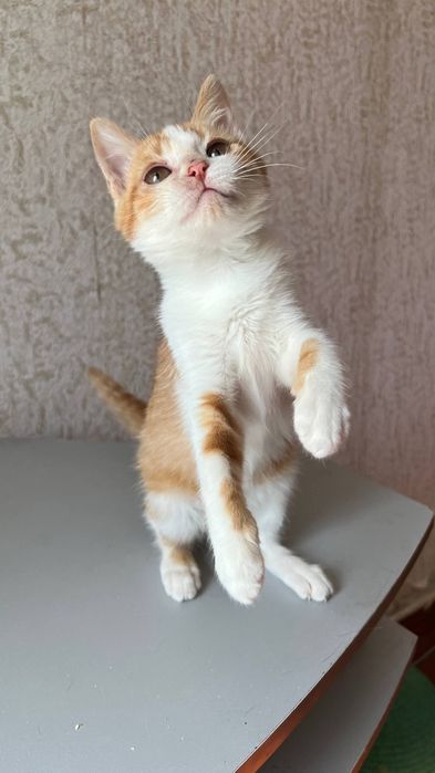 Віддам_ кішки_ кошеня _ стеша