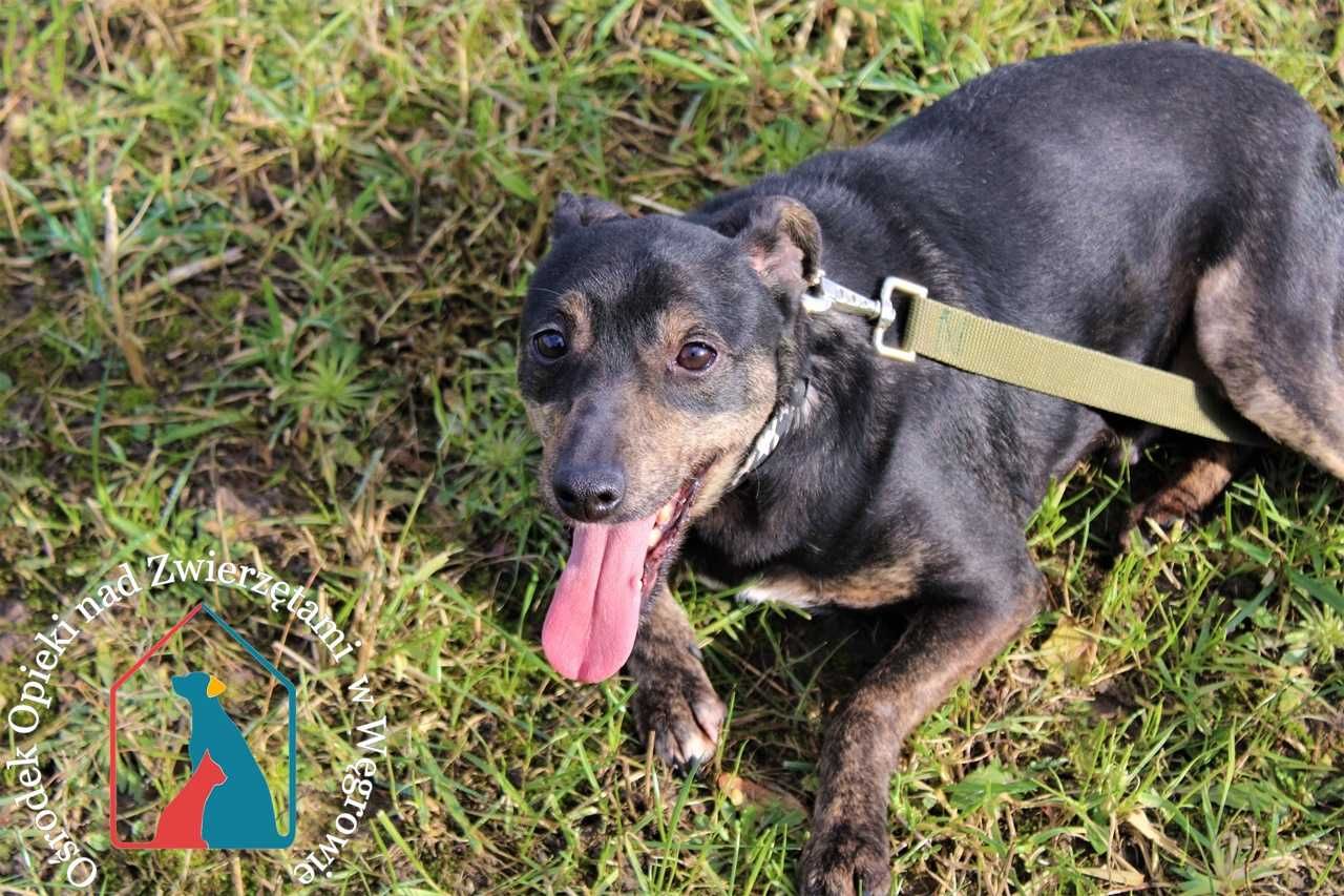 Lilo - mały, fajny piesek szuka domu! Adoptuj!