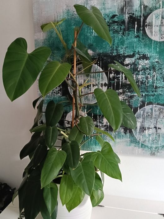 Planta natural trepadeira com 1.10m de altura