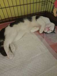 Kotek pokrzywdzony do adopcji