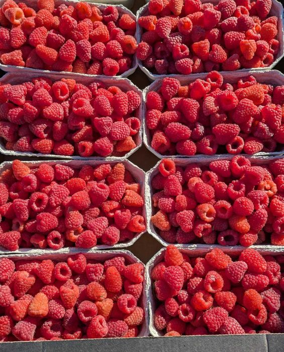 Świeże maliny 24 zł/kg