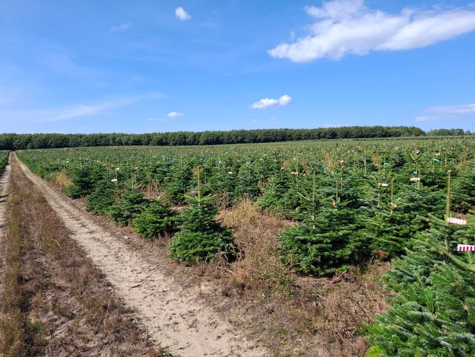 Jodła Kaukaska w donicy PREMIUM 150-175 cm/cięta od Tuchoinki.pl