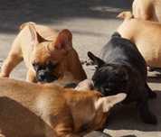 Buldog francuski