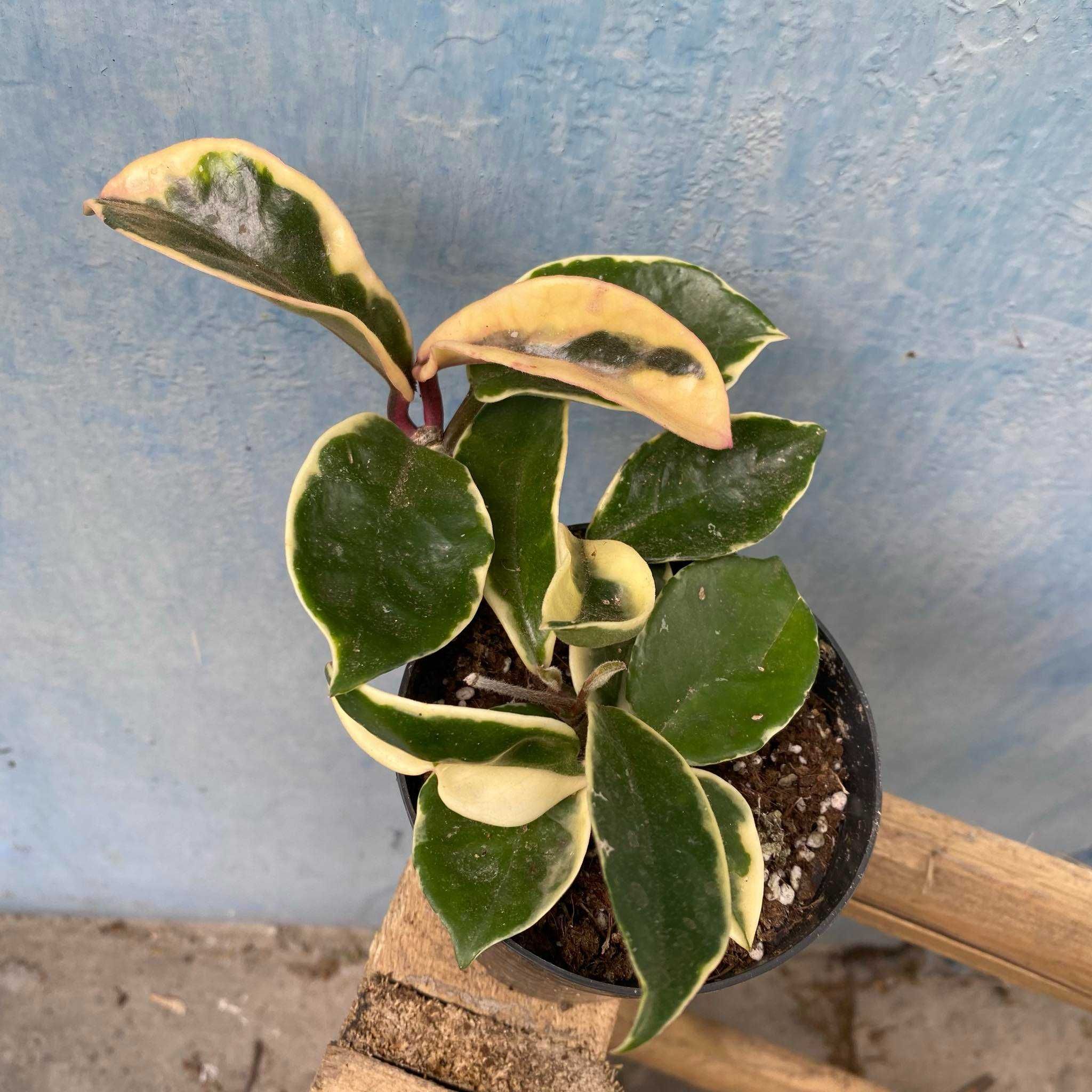 Hoya Carnosa Tricolor (woskownica)