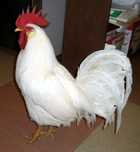 Galos Leghorn adultos e novos
