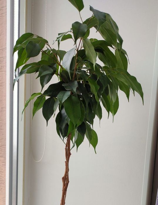 Фікус Бенджаміна вазон