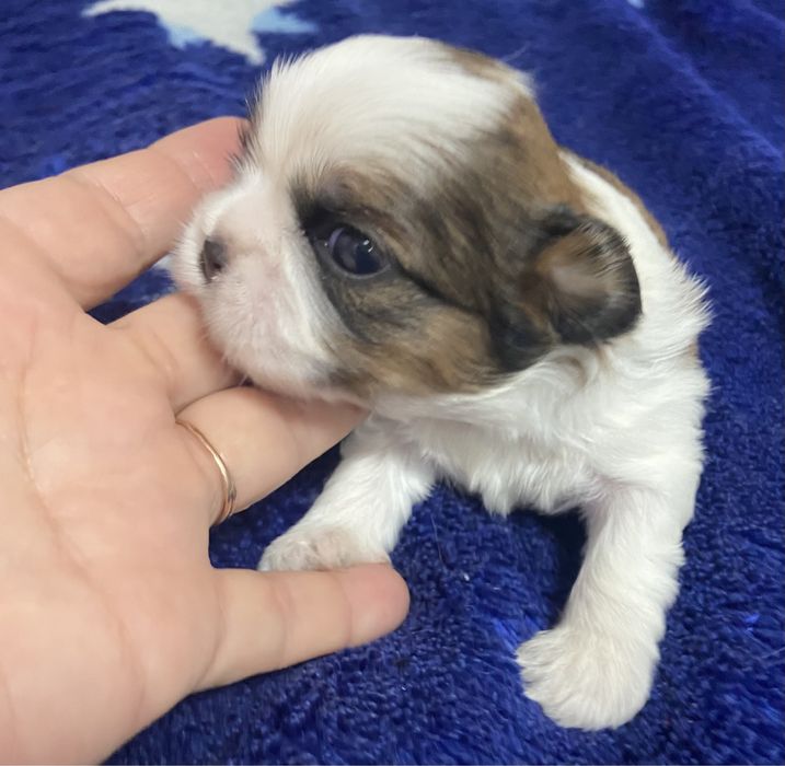 Дівчатка та хлопчики ши тцу, документи ККУ