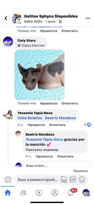 Бамбіно, ельф, сфінкс