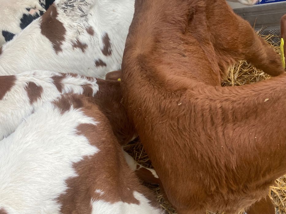 Sprzedam 14szt byczków mięsnych Biała strefa