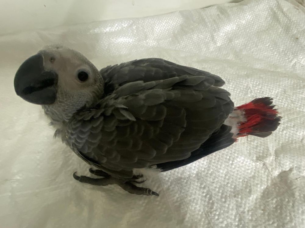Papagaios/ Cinzentos/ Amazonias Bebes