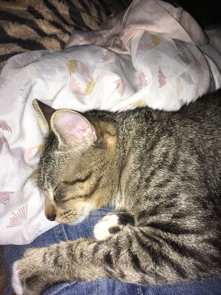 Gatinhos para adoção